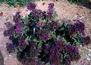 Common Heliotrope