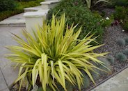 Yellow Wave Flax