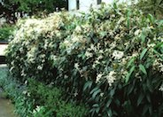 Evergreen Clematis