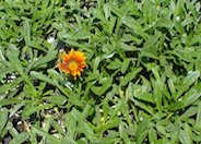 Fiesta Red Gazania