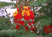 Red Bird Of Paradise, Dwarf Poincia