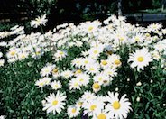 Shasta Daisy