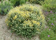 Compact Yellow Phlomis