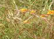 Purple Needle Grass