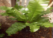 Bird's Nest Fern