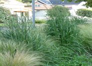 Feather Reed Grass