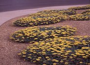 Sunburst Trailing Gazania