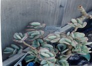 Silver Jade Plant