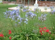 Dwarf Blue Lily of the Nile