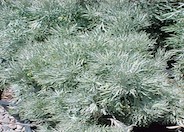 Silver Wormwood