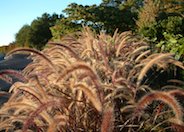 Purple Fountain Grass