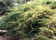 Asparagus Fern, Climbing Asparagus