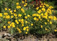 Lance Coreopsis