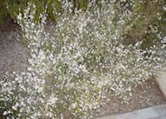 Snow White Manuka Tea Tree