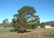 Monterey Pine