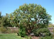 Pacific Madrone