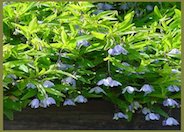 Australian Bluebell Creeper