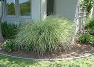 Morning Light Silver Grass